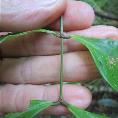 Archidendron kanisii at Cape Tribulation, QLD - 23 Jun 2023 by JasonPStewartNMsnc2016