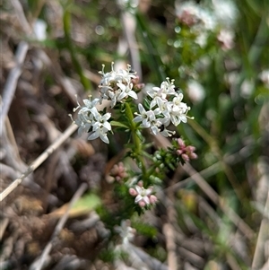 Asperula conferta at Kambah, ACT - 23 Sep 2024 02:41 PM