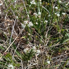 Asperula conferta at Kambah, ACT - 23 Sep 2024