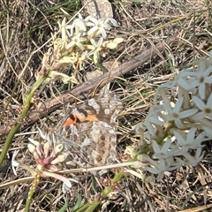 Vanessa kershawi (Australian Painted Lady) at Kambah, ACT - 23 Sep 2024 by HelenCross