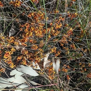 Dillwynia sp. Yetholme (P.C.Jobson 5080) NSW Herbarium at Kambah, ACT - 23 Sep 2024