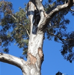 Eucalyptus melliodora (Yellow Box) at Fisher, ACT - 23 Sep 2024 by HelenCross