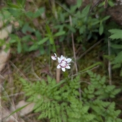 Wurmbea dioica subsp. dioica at Mount Bruno, VIC - 22 Sep 2024 10:10 AM