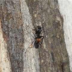 Camponotus aeneopilosus at Fisher, ACT - 23 Sep 2024