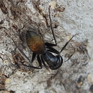 Camponotus aeneopilosus at Fisher, ACT - 23 Sep 2024