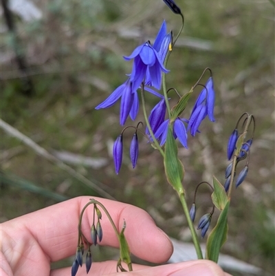 Stypandra glauca (Nodding Blue Lily) at Mount Bruno, VIC - 22 Sep 2024 by Darcy