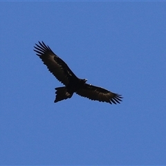 Aquila audax (Wedge-tailed Eagle) at Hume, ACT - 22 Sep 2024 by RodDeb