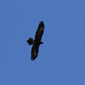 Aquila audax at Hume, ACT - 22 Sep 2024 12:28 PM