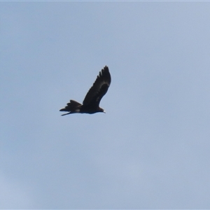 Aquila audax at Hume, ACT - 22 Sep 2024 12:28 PM