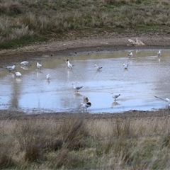 Chroicocephalus novaehollandiae (Silver Gull) at Hume, ACT - 22 Sep 2024 by RodDeb