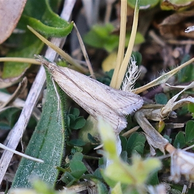 Faveria tritalis (Couchgrass Webworm) at Symonston, ACT - 22 Sep 2024 by RodDeb