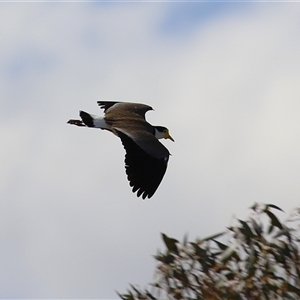 Vanellus miles at Symonston, ACT - 22 Sep 2024 02:15 PM