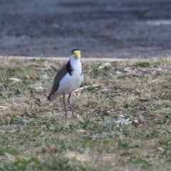 Vanellus miles at Symonston, ACT - 22 Sep 2024 02:15 PM