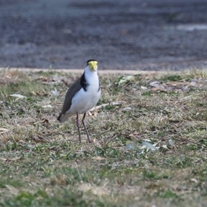 Vanellus miles at Symonston, ACT - 22 Sep 2024 02:15 PM