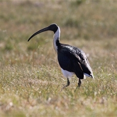 Threskiornis spinicollis (Straw-necked Ibis) at Symonston, ACT - 22 Sep 2024 by RodDeb