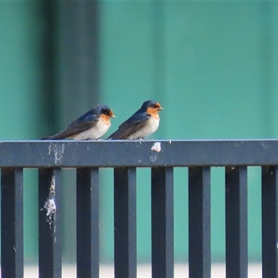 Hirundo neoxena (Welcome Swallow) at Symonston, ACT - 22 Sep 2024 by RodDeb