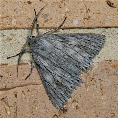 Cyneoterpna wilsoni (Cyneoterpna wilsoni) at Harrison, ACT - 22 Sep 2024 by DPRees125