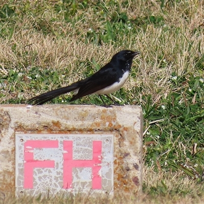 Rhipidura leucophrys (Willie Wagtail) at Symonston, ACT - 22 Sep 2024 by RodDeb