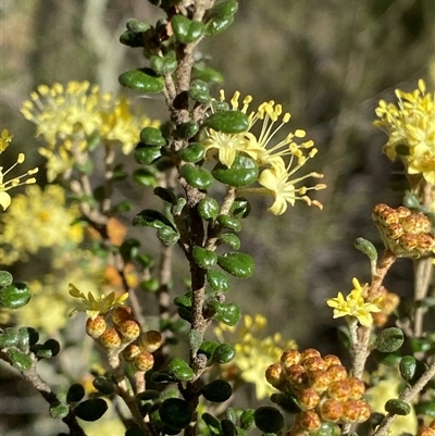 Phebalium squamulosum subsp. ozothamnoides (Alpine Phebalium, Scaly Phebalium) at Carwoola, NSW - 23 Sep 2024 by RAllen