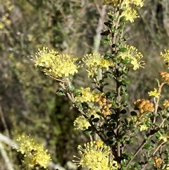 Phebalium squamulosum subsp. ozothamnoides at Carwoola, NSW - 23 Sep 2024