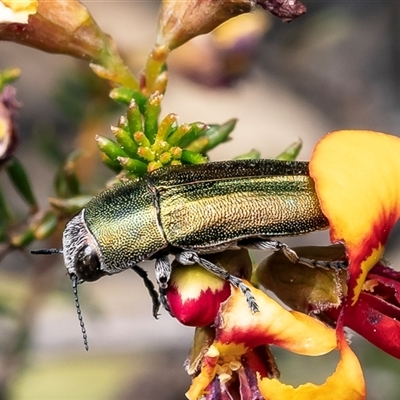 Melobasis propinqua (Propinqua jewel beetle) at Bruce, ACT - 22 Sep 2024 by Roger