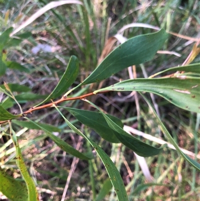 Hakea salicifolia at Kungala, NSW - 23 Sep 2024 by donnanchris