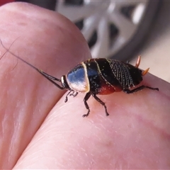 Ellipsidion australe (Austral Ellipsidion cockroach) at Wanniassa, ACT - 23 Sep 2024 by JohnBundock