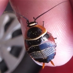 Ellipsidion australe at Wanniassa, ACT - 23 Sep 2024