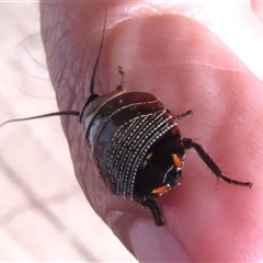 Ellipsidion australe at Wanniassa, ACT - 23 Sep 2024