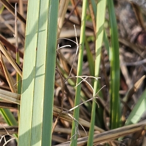 Dianella revoluta var. revoluta at Hawker, ACT - 15 Jun 2024 03:08 PM