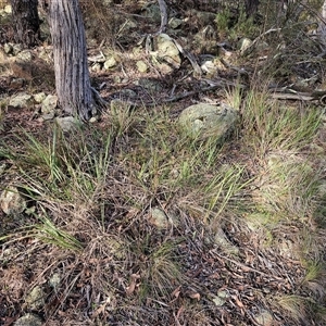 Dianella revoluta var. revoluta at Hawker, ACT - 15 Jun 2024 03:08 PM