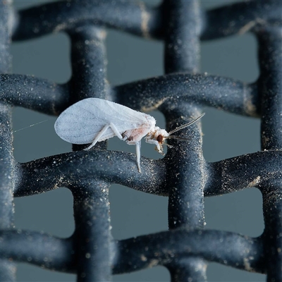 Coniopterygidae (family) (Dusty lacewing or Dustywing) at Harrison, ACT - 22 Sep 2024 by DPRees125