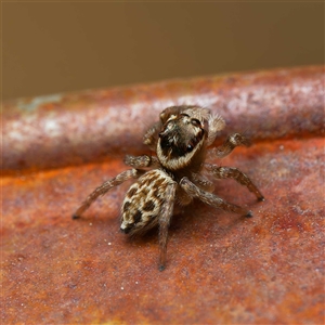 Maratus griseus at Harrison, ACT - 23 Sep 2024 09:34 AM