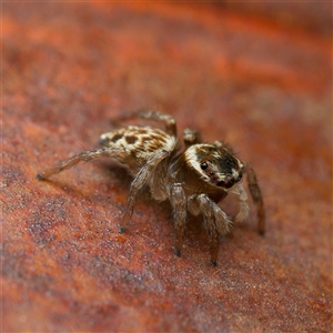 Maratus griseus at Harrison, ACT - 23 Sep 2024 09:34 AM