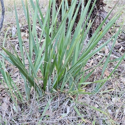 Dianella revoluta var. revoluta (Black-Anther Flax Lily) at Weetangera, ACT - 23 Jun 2024 by sangio7