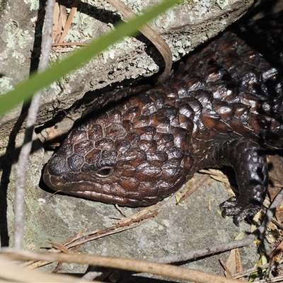 Tiliqua rugosa (Shingleback Lizard) at Oaks Estate, ACT - 23 Sep 2024 by RAllen