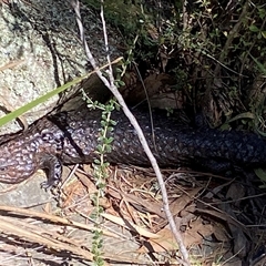 Tiliqua rugosa at Oaks Estate, ACT - 23 Sep 2024 12:24 PM