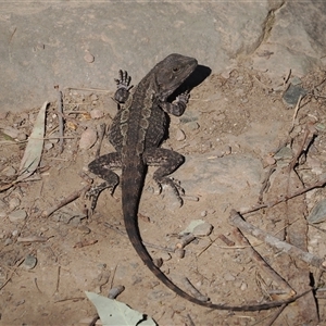 Amphibolurus muricatus at Oaks Estate, ACT - 23 Sep 2024