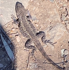 Amphibolurus muricatus at Oaks Estate, ACT - 23 Sep 2024