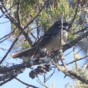 Rhipidura albiscapa at Cooma, NSW - 23 Sep 2024