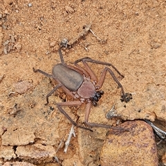 Trachycosmidae (family) (Flat spiders) at Arcoona, SA - 23 Sep 2024 by atticus