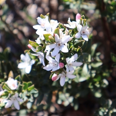 Philotheca scabra subsp. latifolia (A Waxflower) at Porters Creek, NSW - 21 Sep 2024 by Clarel