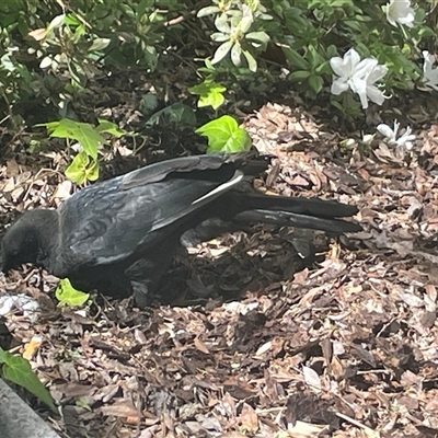 Corcorax melanorhamphos (White-winged Chough) at Canberra, ACT - 23 Sep 2024 by Clarel