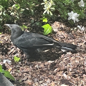 Corcorax melanorhamphos at Canberra, ACT - 23 Sep 2024 12:51 PM