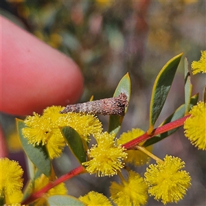 Conoeca or Lepidoscia (genera) IMMATURE at Yarralumla, ACT - 23 Sep 2024 01:39 PM