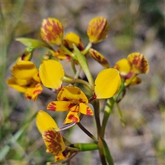 Diuris nigromontana (Black Mountain Leopard Orchid) at Yarralumla, ACT - 23 Sep 2024 by MatthewFrawley