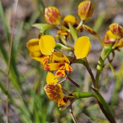 Diuris nigromontana at Yarralumla, ACT - 23 Sep 2024