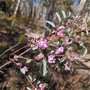 Indigofera australis subsp. australis at Aranda, ACT - 23 Sep 2024 02:22 PM