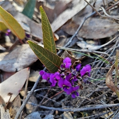 Hardenbergia violacea (False Sarsaparilla) at Aranda, ACT - 23 Sep 2024 by MatthewFrawley