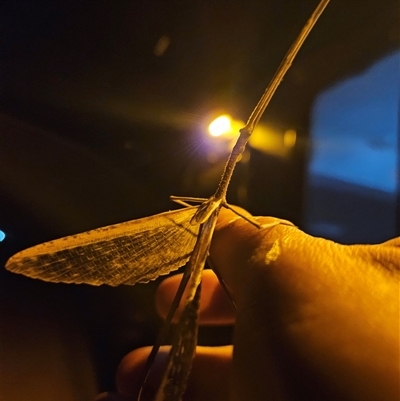 Unverified Stick insect (Phasmatodea) at Wirraminna, SA - 23 Sep 2024 by atticus